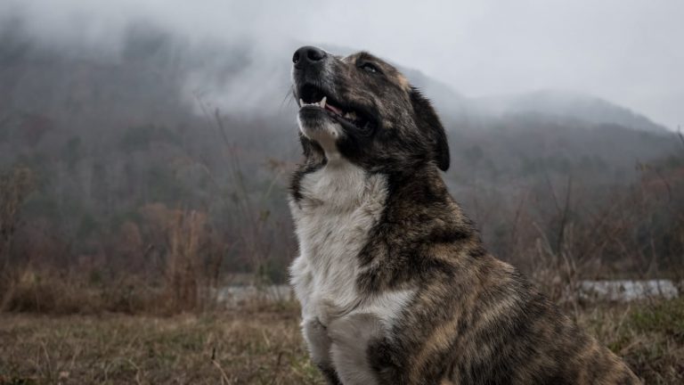 Perro mirando hacia arriba con ilusión