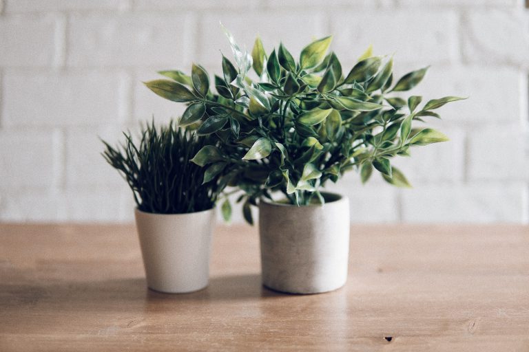 plantas en la oficina