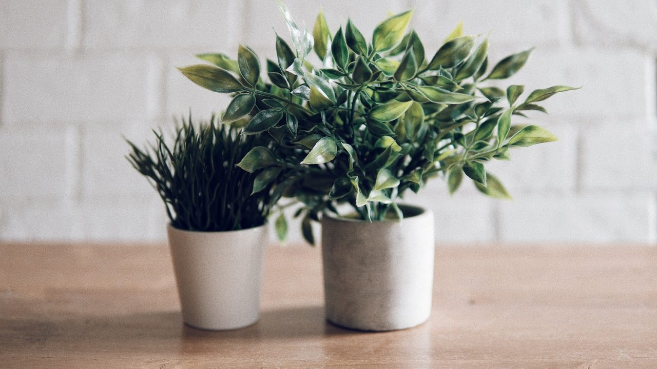 plantas en la oficina